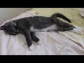 Kitten twitches while sleeping