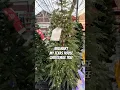 My Texas House Christmas Trees Walmart