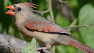 female cardinal bird singing song sounds