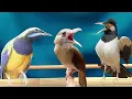 Download Lagu BUAT MASTERAN|KAPAS TEMBAK GACOR|JALAK SUREN|CUCAK CUNGKOK