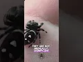 Common Jumping Spider Questions Do they bite Yes they can