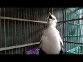 Download Lagu suara burung jalak putih gacor full isian  HANDAL untuk pancingan - masteran macet bunyi