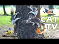 Download Lagu [DON'T LEAVE YOUR CAT ALONE] TV FOR CAT When You're At Work😿🏠 Squirrels \u0026 Birds For Cat To Entertain