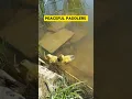 Download Lagu Cute Duck Duo Enjoys a Swim! Emopets Studio #petshorts #relaxing #nature #shorts #viral #video