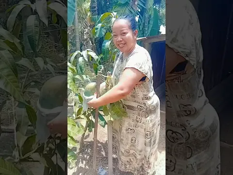 Senangnya panen mangga dari pohon yang masih kecil dan pendek