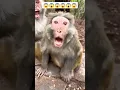 Download Lagu #monkey #animals Bandar mujhe kaatne ke liye dauda😱😱😱😱😱#tiktokvideo