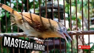 besetan tajam jenggot mini gacor