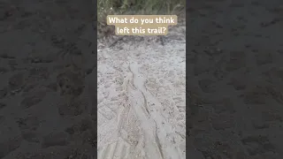 What left this trail (across our hiking trail)? Share with others and give me your best answer.