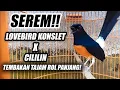 Download Lagu LANGSUNG JUARA!! MURAI BATU ISIAN LOVEBIRD SAMBUNG CILILIN PANJANG PAS UNTUK MASTERAN DAN PANCINGAN