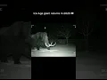 Lagu Woolly Mammoth Caught on Security Camera in 2025 😳🦣