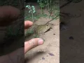 Boing catch frogs🐸 funny |froggy 😍catch funny😁 wepwep |funny froggy🐸#shorts s406