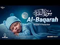 Lagu Surah Al-Baqarah (سورة البقرة) | Lofi Quran Peaceful Heart Recitation - By Alaq Aqel