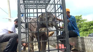 Terrified Orphan Elephant Cries For Mother Until Wildlife Team Arrives With Stunning Solution