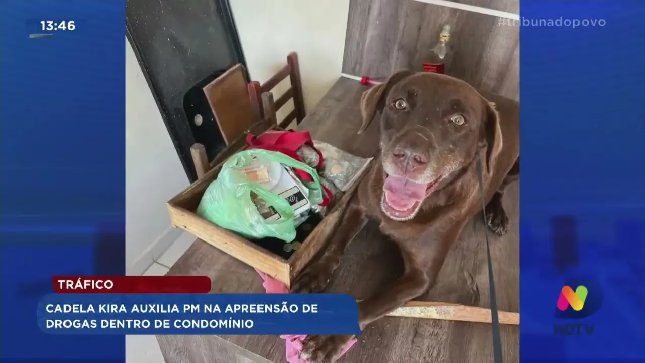 Tráfico: cadela Kira auxilia PM na apreensão de drogas dentro de condomínio