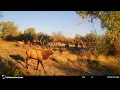 Download Lagu Sweet September. Drop those crazy trail cam encounters in the comments!