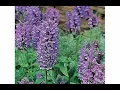 How to sow Catnip Nepeta Nervosa Blue