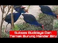 Download Lagu Sukses Ternak dan Budidaya Burung Mandar Biru Dan burung pelung