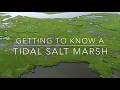 Getting To Know A Tidal Salt Marsh