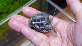 甲羅がねじれた可哀想な亀を飼育する