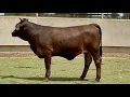 J J Cattle Co Bred Open Replacement Heifer Online Auction