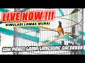 LIVE 1 - SIMULASI GANTANGAN MURAI BATU - INSTAN NAIKAN EMOSI BURUNG!