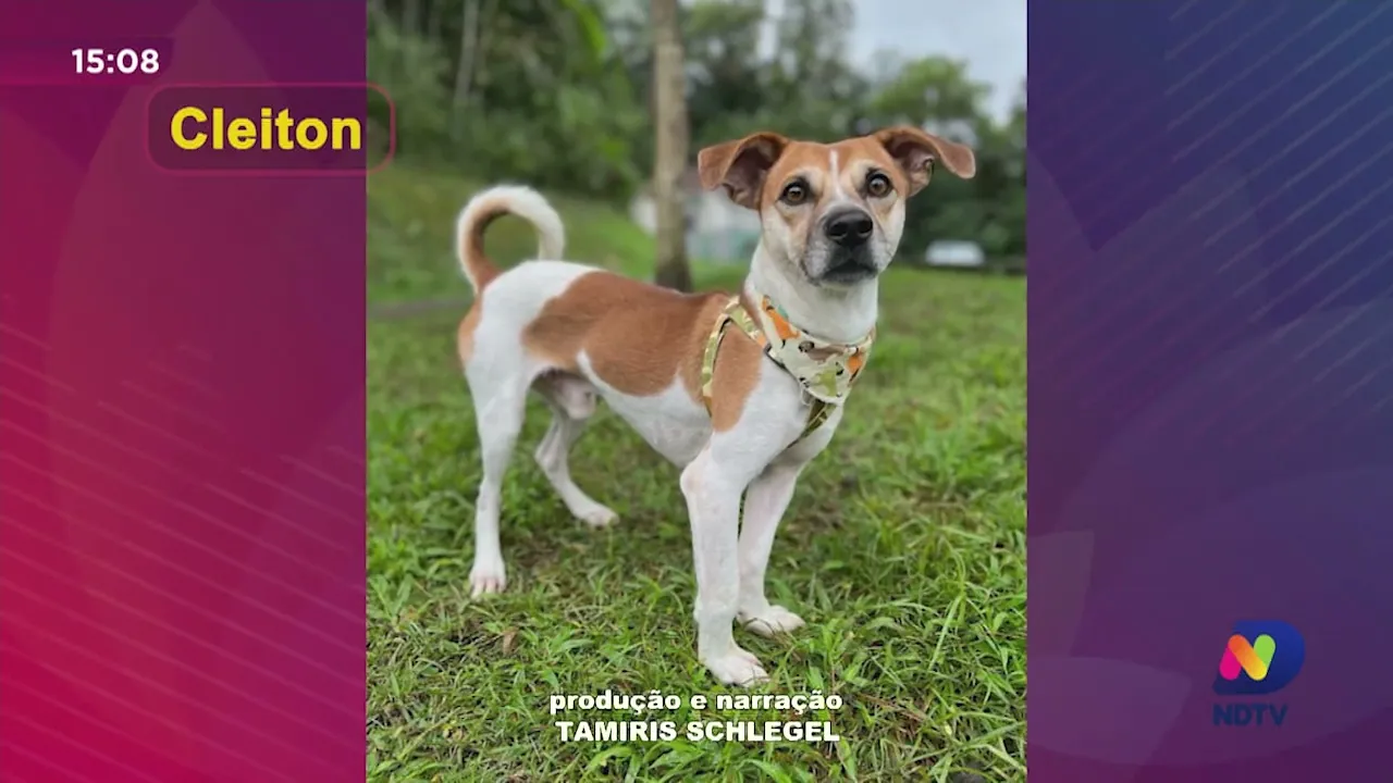 Me Adota: conheça os pets que esperam por um novo lar