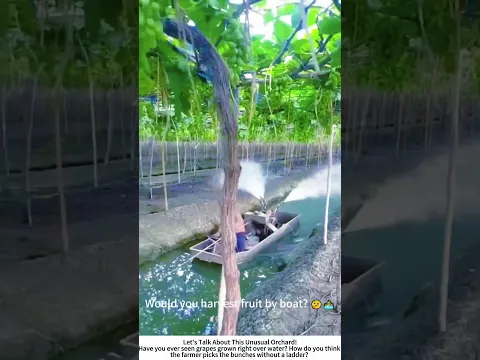 Sailing Through a Floating Vineyard – Fruit Farming on the Water 🚤🍇