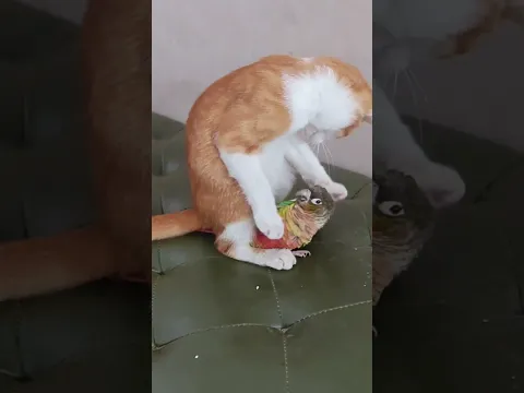 Sevimli Kedi & Fırlama Papağan ❤️😻 Sarılıp birlikte uyuyorlar ❤️ #kedi #papağan