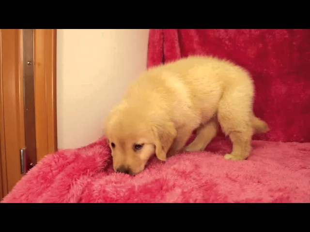 動画