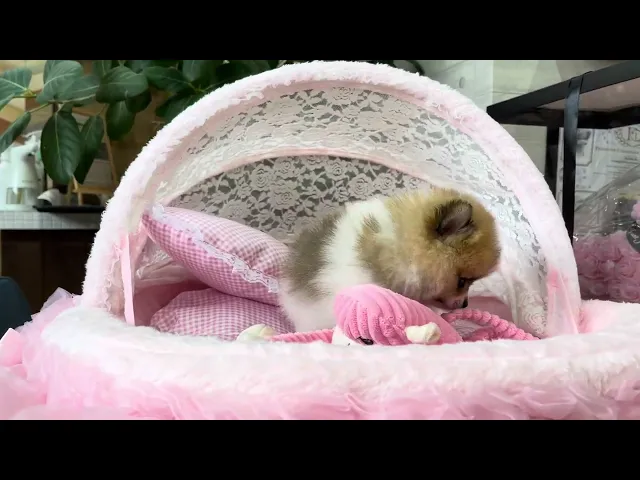 動画