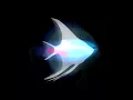 Download Lagu koronba - A Fish's Night of Nocturnal Dreaming
