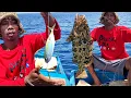 Download Lagu Jitu! Umpan ikan Hidup 1 Ekor kena sambaran ikan Kerapu Monster 😱