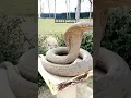 Download Lagu kaget sampe jatuh#memes #viral #funny #ular #jumpscare #comedy