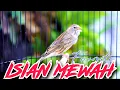 Download Lagu ISIAN MEWAH FAVORITE - MASTERAN KENARI ISIAN BLACKTHROAT GACOR SUARA JERNIH MUDAH MASUK