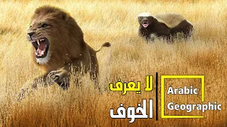 غرير العسل يهاجم الأسد ولا يعرف الخوف   الحيوانات والحياة البرية دندنها