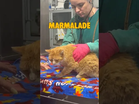 Marmalade