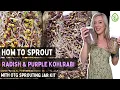 How to Grow Sprouts at Home in a Mason Jar China Rose Radish Purple Kohlrabi