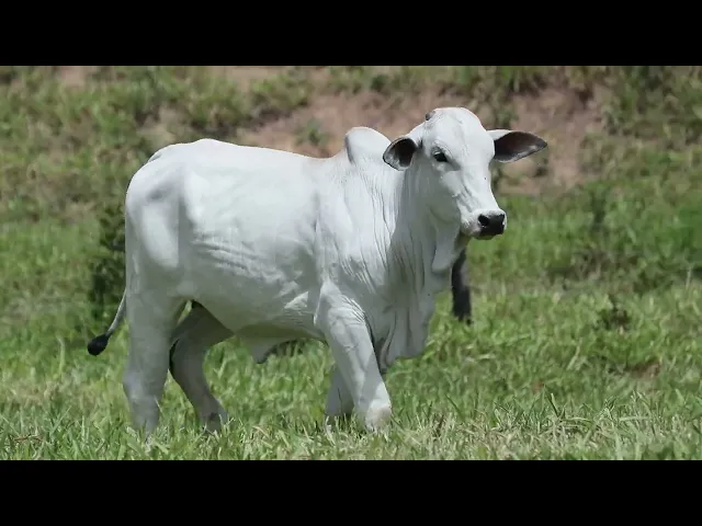 Novilha Nelore AGPM - 582