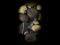 Laura Misch - Alchemy (Official Visualiser)