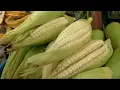 Download Lagu Peru Part 3: Dining in Lima, Peru, from Humble to Haute