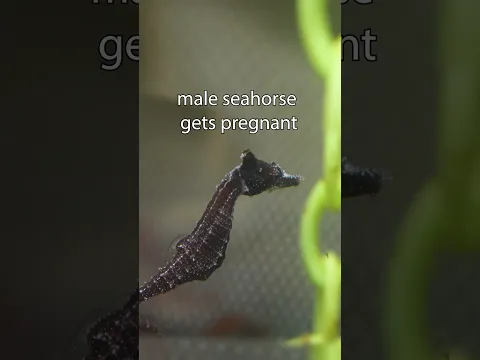 Tiny Dad means tiny babies