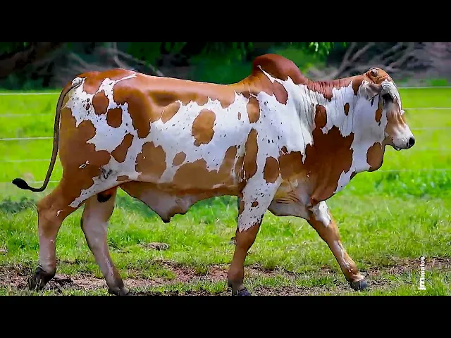 Touro Nelore FESN - 76