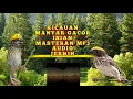 PANCINGAN MANYAR GACOR ISIAN MASTERAN MP3 AUDIO
