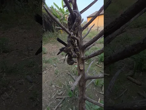 Indian Python Snake #shortvideo #youtubeshorts #trending