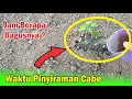 Lagu Kapan Waktu Penyiraman Tanaman Cabe Yang Tepat