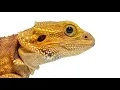 Can Bearded Dragons Eat Carrots