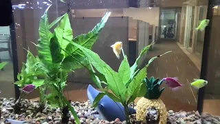 Number 1 Fish CAM in America Live Feeding at 9AM Pacific Time