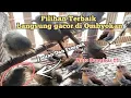 Download Lagu cara memilih flamboyan yang bagus di pasar ombyokan
