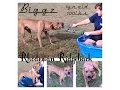 Animal Rescue Site - Pet Rescue