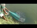 Download Lagu PRAWN CATCHING AT POND